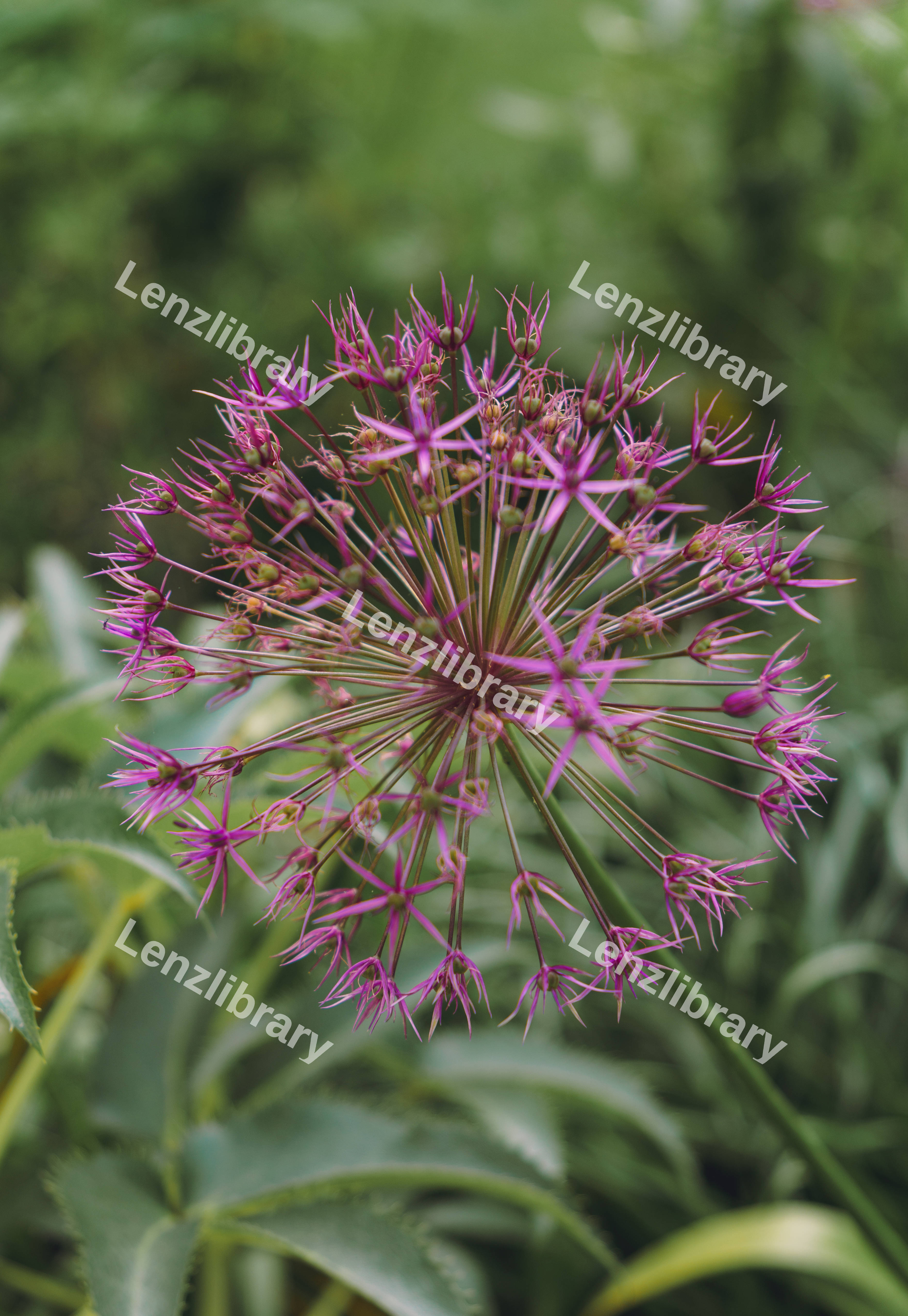 Allium (Star of Persia)